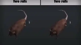 Two rats rotate while free bird by Lynyrd Skynyrd plays in the background