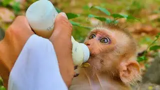 We help give milk to the orphan monkey Newton to drink🐒🩷🍼
