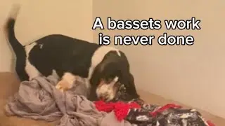 Basset Hound Hard At Work