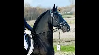 Portenzo at Friesian Horses  for sale https://www.blacksterlingfriesians.com questions? 415-272-2112