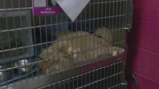 Wisconsin Humane Society seeks fosters after record cat surrenders