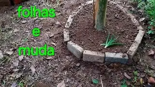 Cuidar das Árvores, Plantar Babosa.