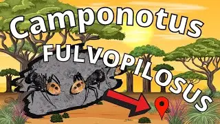 CAMPONOTUS FULVOPILOSUS - Magnifique esp&egrave;ce de fourmis Africaines dans leur nouvelle Aire de chasse