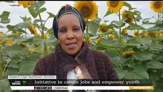 EC farmers empower youth through sunflower commercial farming
