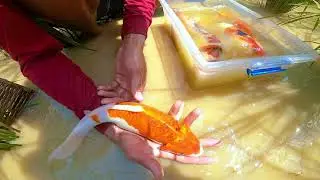 Catch Fish on Rice Field