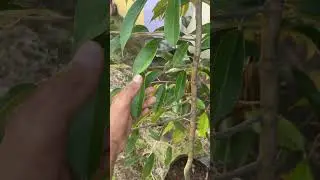 Bibit Durian Duri Hitam 2 Meter #durihitam #kebundurian #durianlovers #duriantraveller #bibitdurian