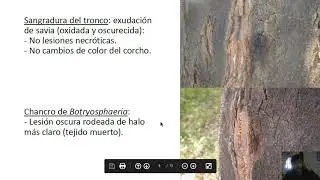 chancro del tronco