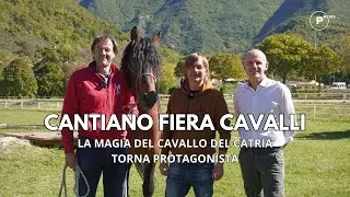 Cantiano Fiera Cavalli 2025: la magia del Cavallo del Catria torna protagonista