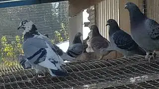 Racing pigeons hens outside 2021-10-30 Loft Lithuania