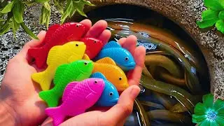 Catch Stranger Freshwater Aquarium Fish In Giant Colorful Egg, Eel, Goldfish, Discus, Catfish,Turtle