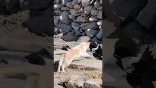Show Cat Videos on YouTube || Cat Videos no Ads #cats #hunter #shortsfeed #shorts #animals