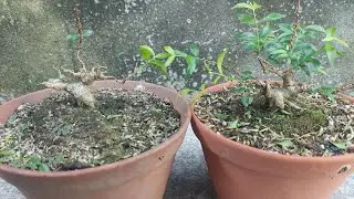Thanh l&yacute; 2 c&acirc;y si&ecirc;u mini 