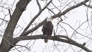 Female & Male Bald Eagles