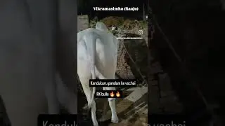 RK bulls landed in kandukuru two pairs vochai new category lo