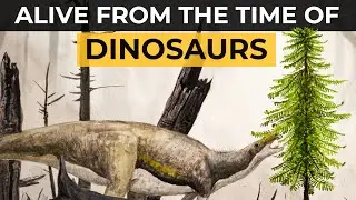 Weirdest trees of the world | FACTS series Part-7 | Wide Eye Facts