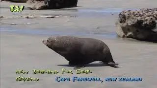 FaunaView: New Zealand - Fur Seal Kekeno