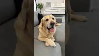 Идеальная парочка😁