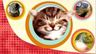 Why Cats Can't Taste Sweets - Bytesize Science