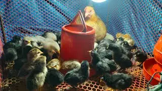 একটি দেশি মুরগির নিচে ৫৫ টি বাচ্চা হয়েছে 🐓