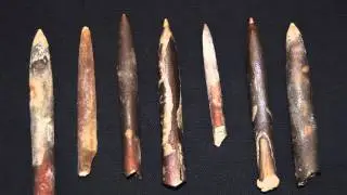 Sea Talk - Belemnites