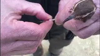 La liberazione degli uccelli selvatici sequestrati negli allevamenti in Romagna