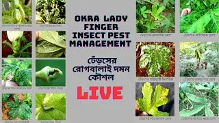 Okra | Lady Finger Insect Pest Management ঢেঁড়সের সকল রোগ বালাই দমন কৌশল