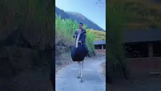 Amazing Ostrich Ride