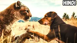 He Raised a Stray Cat Like Family&mdash;But Its True Identity Shattered Everything. !! Explain In Hindi !!