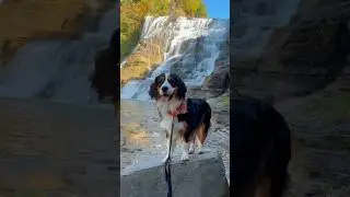 Dogs and waterfalls! #dogs #dog #waterfall #travel #pets #cute #pet #doglover #dogshorts #falls #ny