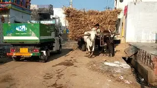 heavy load bullockcart ride in town