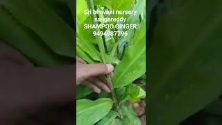 Original shampoo ginger plants