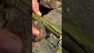 Lost Your Knife? NO Problem! 😱🔥 Survival Trick You Need!