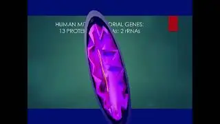 EUKARYOGENESIS the origin of eukaryotes: Part 4--diverse mitochondria