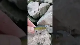 Finding lures in receding water