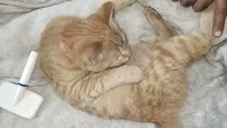 Billi's Self-Grooming Behavior.