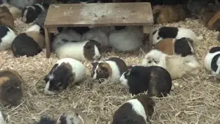 モルモットの大群❤ Cute guinea pig family #146　【Cute animal videos】