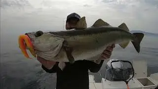 🚀FIIISH CRAZY Sand EEL color 🟠🟡 MANGO JUICE (🎣 & 🎵) #32 Best FISHING videos FUNNY