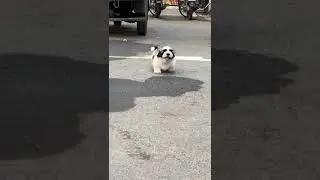 Shihtzu lovers like and subscribe for more cute videos 🐾🐾&hearts;️&hearts;️ #cute #cutepuppiesvideo #cutepuppies
