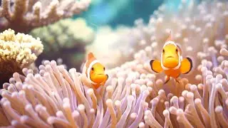 The Ultimate 4K Aquarium Experience | Mesmerizing Jellyfish, Colorful Corals & Rare Ocean Creatures
