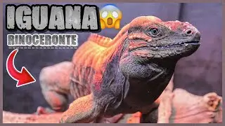 IGUANA RINOCERONTE La Nueva Integrante De AssadExotics
