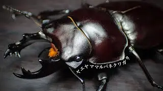 【10ヶ月放置】ヤエヤママルバネクワガタの成虫割り出し結果【クワガタ飼育】