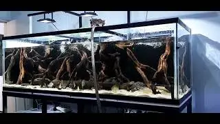 Mantenimiento del acuario amazonico de 720 litros