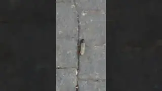 UN GUSENITO/CATERPILLAR/GASIENICE