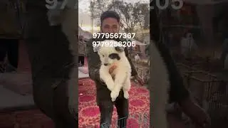 Breed Da Name Dekhlo Min Pin Choota German😁#dogsshorts #dogsale #babydog #talwandisabo