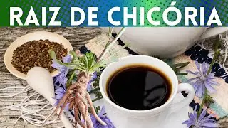 RAIZ DE CHIC&Oacute;RIA, Voc&ecirc; conhece os BENEF&Iacute;CIOS e usos dessa raiz?