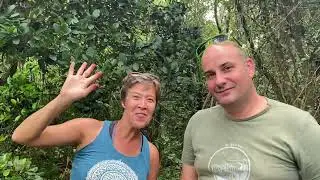 LA PRUNE KANAK : une Garcinia endémique ultra-rare