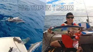 CRAZY MORNING FISHING CATCHING TUNA - DOLPHINS WERE EVERYWHERE!
