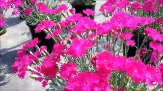 Best Garden Perennials - Dianthus 'Neon Star' (Garden Pink)