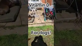 Fishing for dogs - #dog #dogs #dogshorts