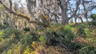 Find Peace in Nature with Live Oak Trees Draped in Spanish Moss at Chuluota Wilderness Area! 